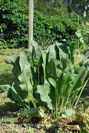 Herb Horseradish